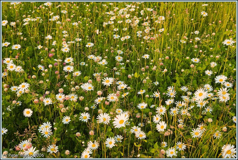 WV8X0235.jpg - Meadows of Southern Bohemia, Europe